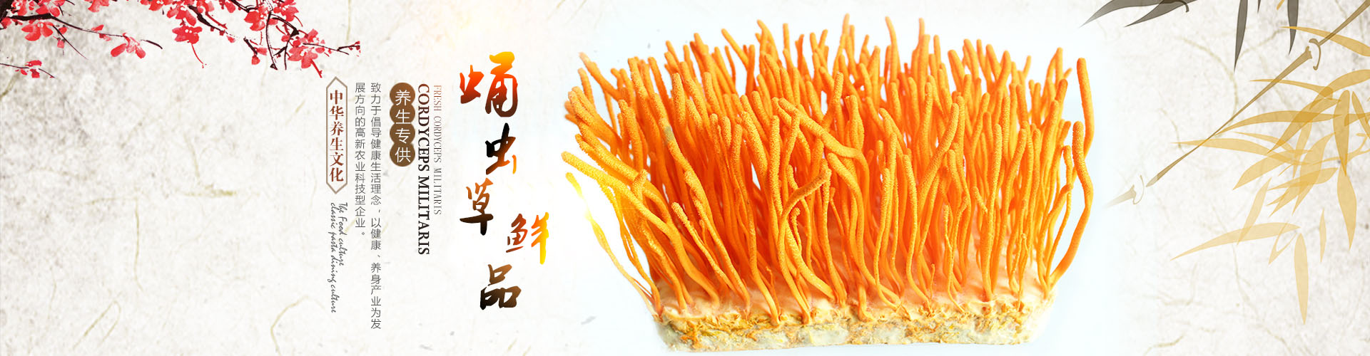 湖南金芙農業科技有限公司_羊肚菌|蛹蟲草鮮品|蛹蟲草干品|蟲草超微粉|蟲草酒哪里好